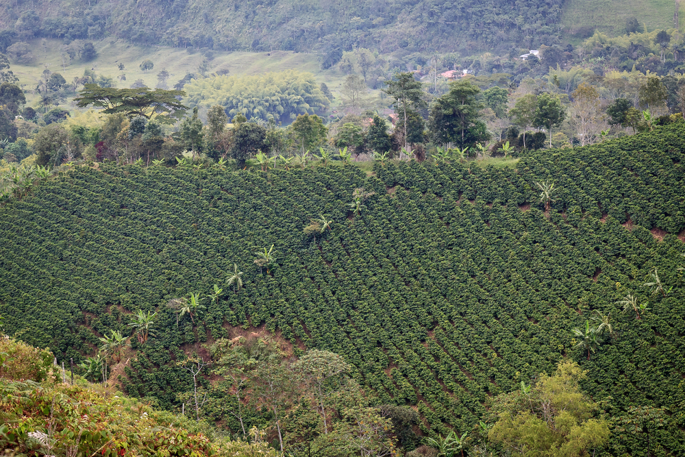 
            Ibagué - Armenia
        